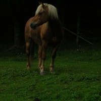 Unsere Tiere